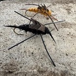 Rubber legs stonefly